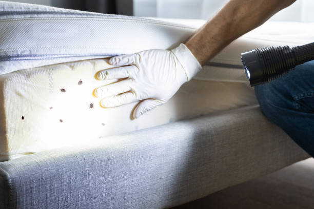 Reliable Vandenberg Af, CA Pest Control Solutions