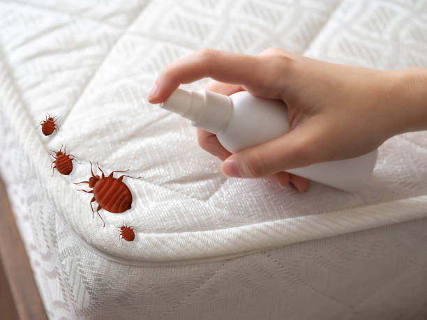 Best Flea Control Services  in Vandenberg Af, CA