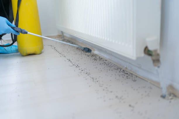 Best Affordable Pest Control Services  in Vandenberg Af, CA